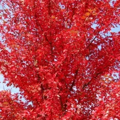 American Red Maple -The Tree Center American Red Maple 2 copy jpg webp
