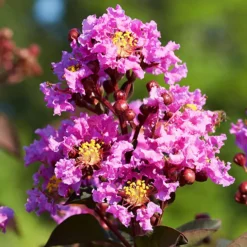 Amethyst King™ Emerald Empire® Crape Myrtle -The Tree Center Amethyst King Emerald Empire Crape Myrtle 1.1 copy 600x600 1