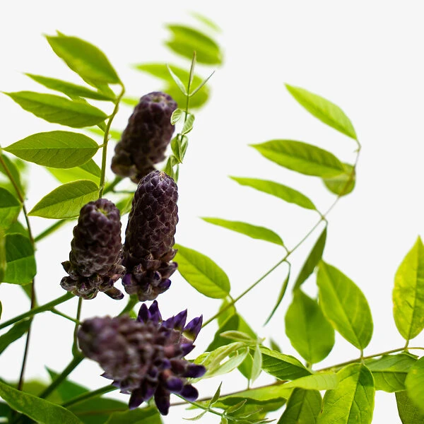 Amethyst Falls Wisteria 2 Amethyst Falls Wisteria - Image 2