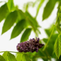 Amethyst Falls Wisteria 9 Amethyst Falls Wisteria -The Tree Center Amethyst Wisteria Falls 5G 05 600x600 1