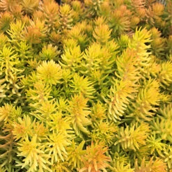 Angelina Sedum -The Tree Center Angelina Sedum 1 copy 600x600 1