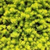 Angelina Sedum