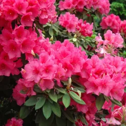 Anna Rose Whitney Rhododendron -The Tree Center Anna Rose Whitney Rhododendron 1 copy jpg