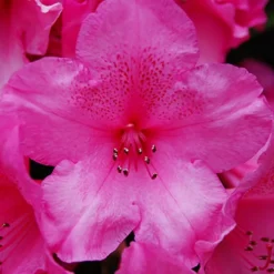 Anna Rose Whitney Rhododendron -The Tree Center Anna Rose Whitney Rhododendron 2 copy jpg