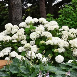 Annabelle Hydrangea -The Tree Center Annabelle Hydrangea 1 jpg