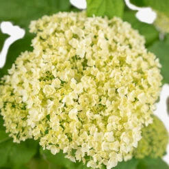 Annabelle Hydrangea