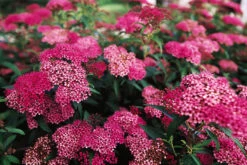 Anthony Waterer Spirea -The Tree Center Anthony Waterer Spirea 4 copy 600x401 1