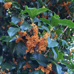 Apricot Echo Tea Olive