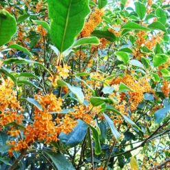 Apricot Echo Tea Olive -The Tree Center Apricot Echo Tea Olive 4 copy jpg