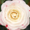 April Dawn Camellia