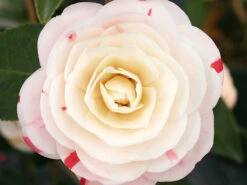 April Dawn Camellia