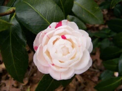 April Dawn Camellia -The Tree Center April Dawn Camellia 3 copy 600x450 1