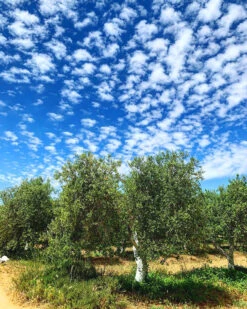Arbequina Olive Tree -The Tree Center Arbequina Oliva Tree 04 600x750 1