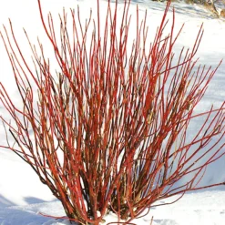 Arctic Fire Red Twig Dogwood 9 Arctic Fire Red Twig Dogwood -The Tree Center Arctic Fire Red Twig 1 600x600 1