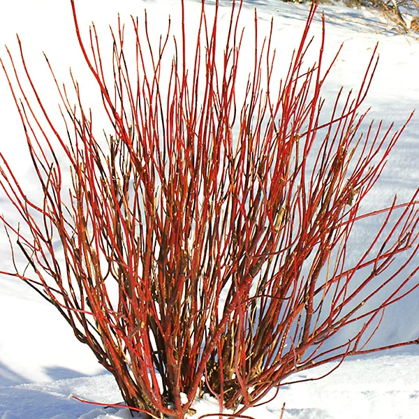 Arctic Fire Red Twig Dogwood 5 Arctic Fire Red Twig Dogwood - Image 5