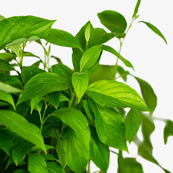 Arctic Fire Red Twig Dogwood 2 Arctic Fire Red Twig Dogwood - Image 2