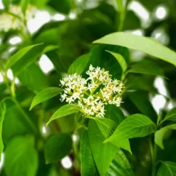 Arctic Fire Red Twig Dogwood