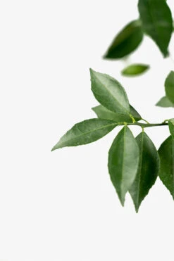 Arctic Frost Satsuma -The Tree Center Arctic Frost Satsuma 03 600x900 1