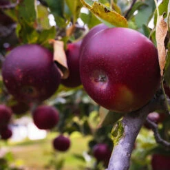 Arkansas Black Apple Tree -The Tree Center Arkansas Black Apple 1 copy 600x600 1