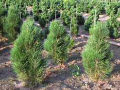 Arnold Sentinel Austrian Pine 5 Arnold Sentinel Austrian Pine -The Tree Center Arnolds Sentinel Austrian Pine 02 600x450 1