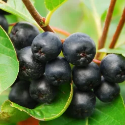 Aronia Black Chokeberry -The Tree Center Aronia Black Chokeberry 2 copy 600x600 1