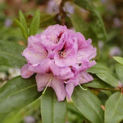 Arthur Bedford Rhododendron -The Tree Center Arthur Bedford Rhododendron 2 copy 600x600 1