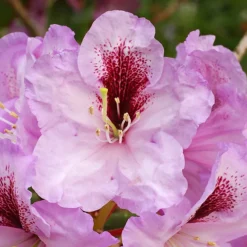 Arthur Bedford Rhododendron -The Tree Center Arthur Bedford Rhododendron 3 copy 600x600 1