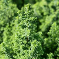 Atlantic White Cypress -The Tree Center Atlantic White Cypress 1 copy 600x600 1