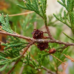 Atlantic White Cypress