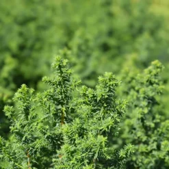 Atlantic White Cypress -The Tree Center Atlantic White Cypress 4 copy 600x600 1