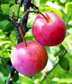 Au Rosa Plum Tree -The Tree Center Au Rosa Plum Tree 3 jpg webp
