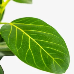 Audrey Ficus Tree -The Tree Center Audrey Ficus Tree 1G 02 copy 600x600 1