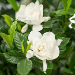 August Beauty Gardenia 8 August Beauty Gardenia -The Tree Center August Beauty Gardenia 3G 02 copy 1 600x600 1