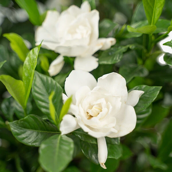 August Beauty Gardenia 4 August Beauty Gardenia - Image 4