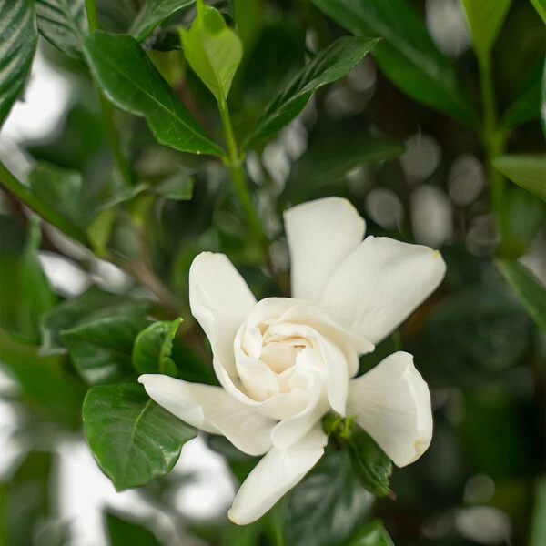 August Beauty Gardenia 5 August Beauty Gardenia - Image 5