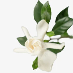 August Beauty Gardenia 7 August Beauty Gardenia -The Tree Center August Beauty Gardenia 3G 06 copy 2 600x600 1