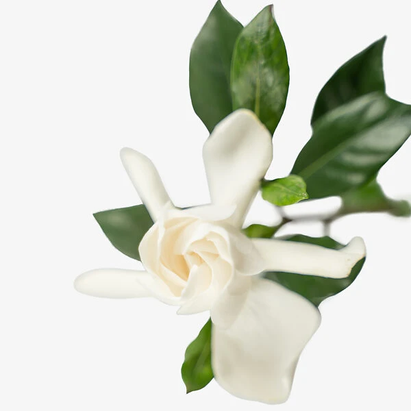 August Beauty Gardenia 3 August Beauty Gardenia - Image 3