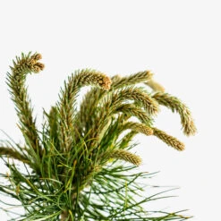 Austrian Black Pine -The Tree Center Austrian Black Pine 5G 02 copy 600x600 1