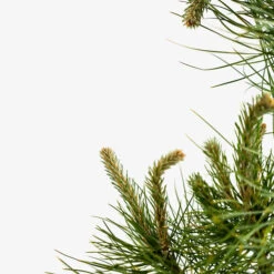 Austrian Black Pine -The Tree Center Austrian Black Pine 5G 05 copy 600x600 1