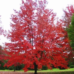 Autumn Fantasy® Red Maple 5 Autumn Fantasy® Red Maple -The Tree Center Autumn Fantasy® Red Maple 1 e1694712643456 600x601 1
