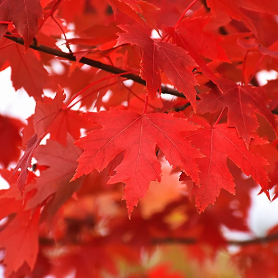 Autumn Fantasy® Red Maple 2 Autumn Fantasy® Red Maple - Image 2