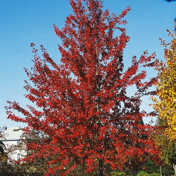 Autumn Fantasy® Red Maple 1 Autumn Fantasy® Red Maple