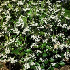 Autumn Magic Black Chokeberry -The Tree Center Autumn Black Magic Chokeberry 1 jpg