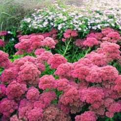 Autumn Fire Sedum -The Tree Center Autumn Fire Sedum 4 copy 600x600 1