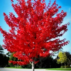 Autumn Flame Red Maple 9 Autumn Flame Red Maple -The Tree Center Autumn Flame Red Maple 1 copy 1 jpg