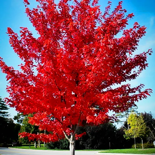 Autumn Flame Red Maple 5 Autumn Flame Red Maple - Image 5