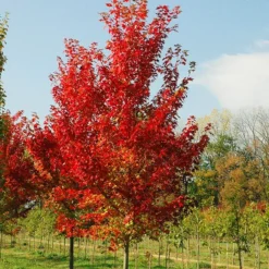 Autumn Flame Red Maple 8 Autumn Flame Red Maple -The Tree Center Autumn Flame Red Maple 1 copy 600x600 1