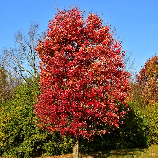 Autumn Flame Red Maple 1 Autumn Flame Red Maple
