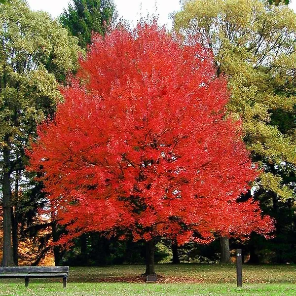 Autumn Flame Red Maple 2 Autumn Flame Red Maple - Image 2