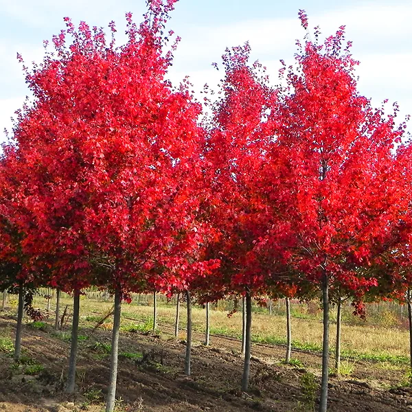 Autumn Flame Red Maple 3 Autumn Flame Red Maple - Image 3